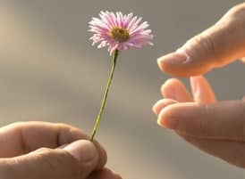 give flower give flower